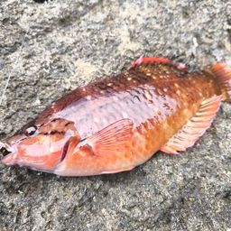 アカササノハベラ