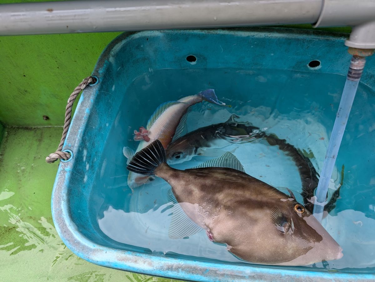 にゃぎだもさんの釣果 1枚目の画像