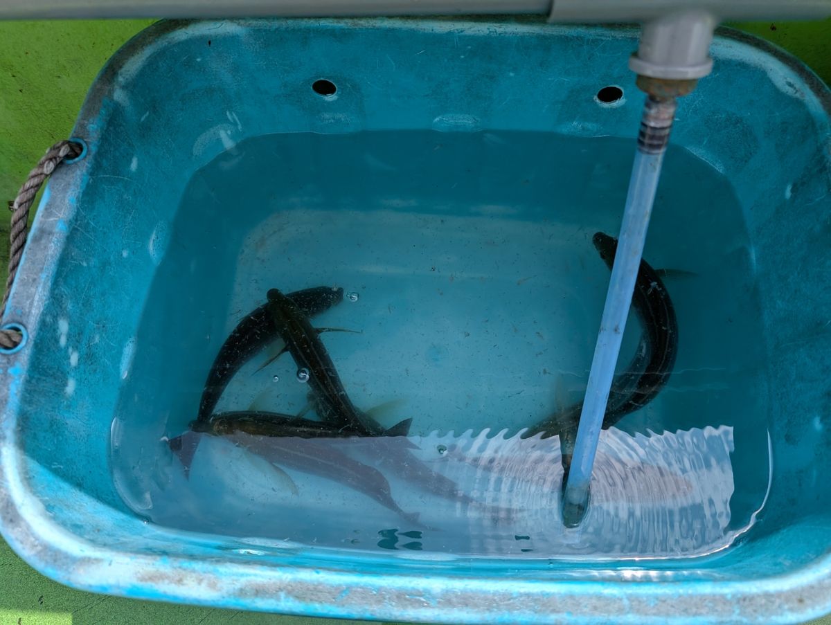 にゃぎだもさんの釣果 2枚目の画像