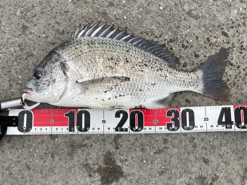 キビレの釣果