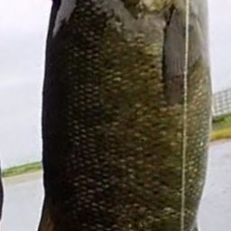 スモールマウスバス