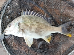 キビレの釣果