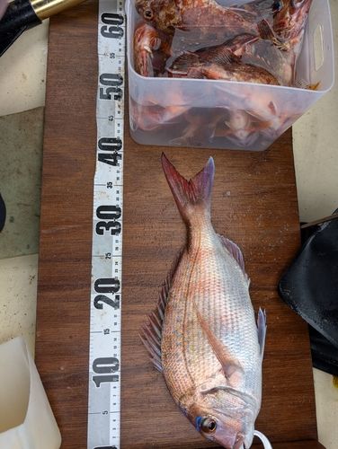 タイの釣果