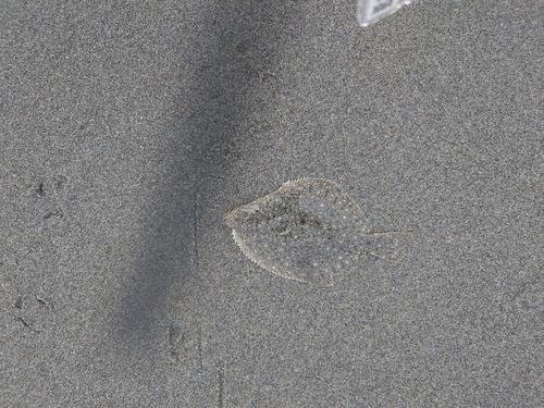 ソゲの釣果