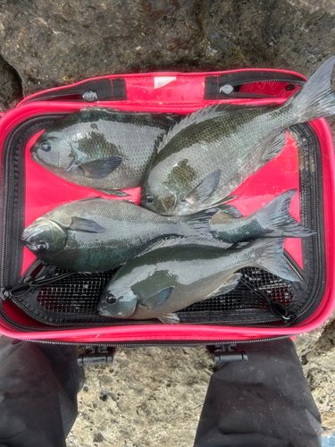 クチブトグレの釣果