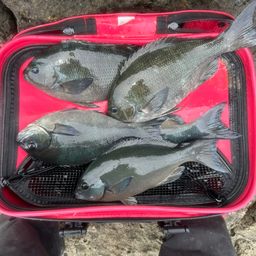 クチブトグレ