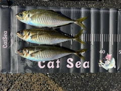 マアジの釣果