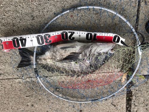 チヌの釣果