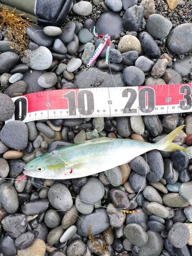 ワカシの釣果