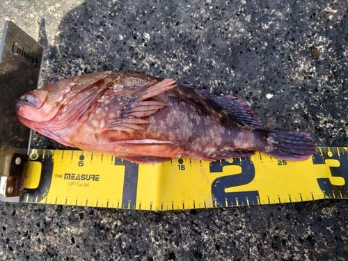 ガシラの釣果