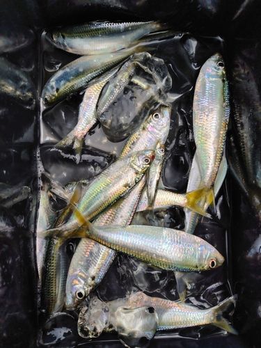 サッパの釣果