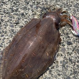 モンゴウイカ