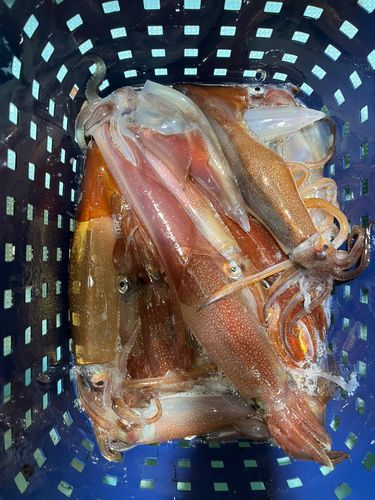 ヤリイカの釣果