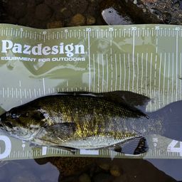 スモールマウスバス