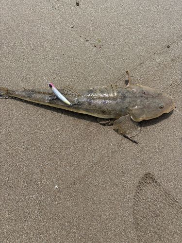 マゴチの釣果