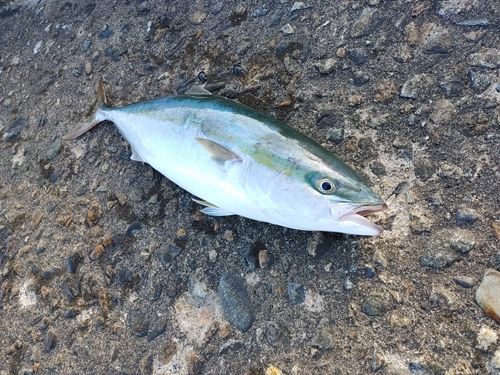 ガンドの釣果
