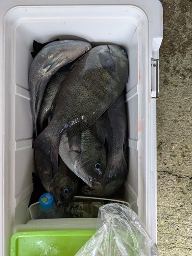 クチブトグレの釣果