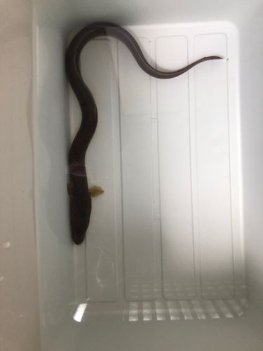 ニホンウナギの釣果
