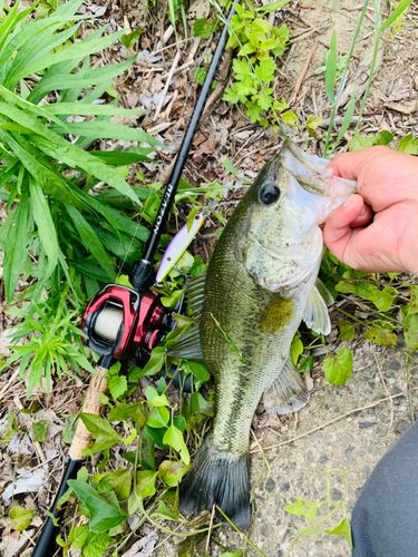 ラージマウスバスの釣果