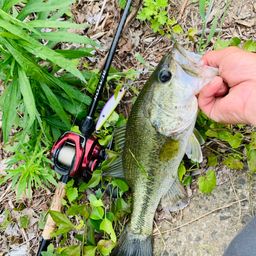 ラージマウスバス