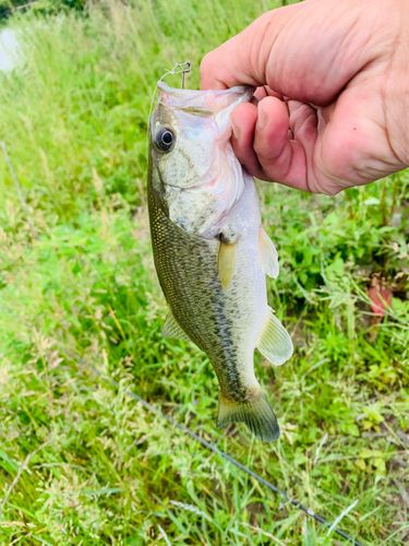 ラージマウスバスの釣果