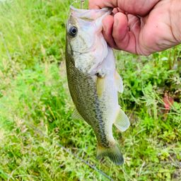 ラージマウスバス