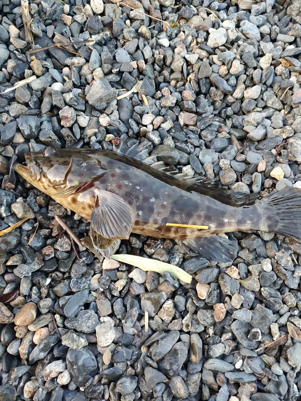 チャイロマルハタ