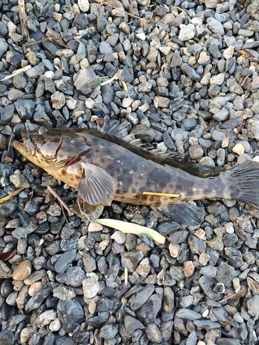 チャイロマルハタの釣果
