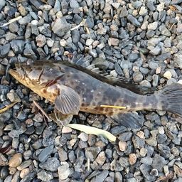 チャイロマルハタ