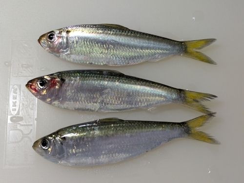 ママカリの釣果