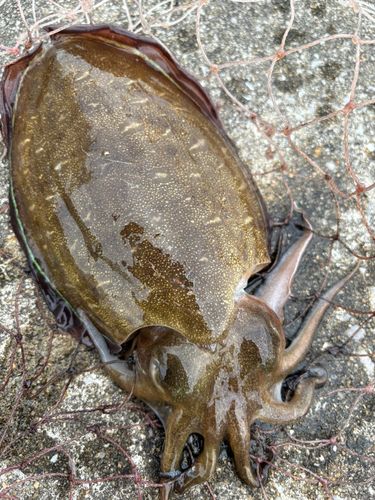 コウイカの釣果