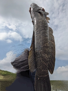 ライギョの釣果