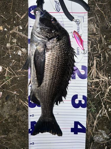 クロダイの釣果