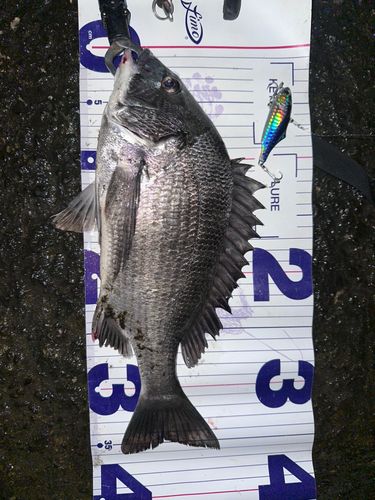 クロダイの釣果