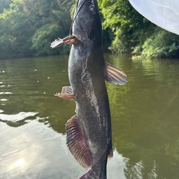 アメリカンキャットフィッシュ