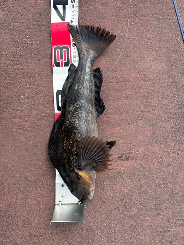 アイナメの釣果