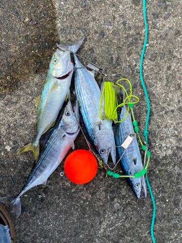 ハガツオの釣果