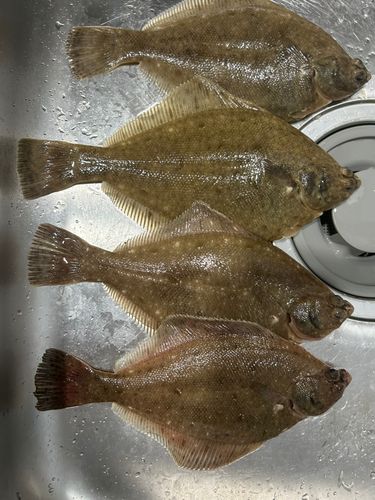 マガレイの釣果