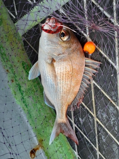 タイの釣果