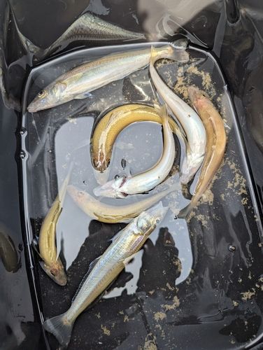 キスの釣果