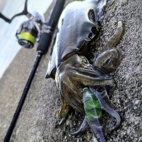 アオリイカの釣果