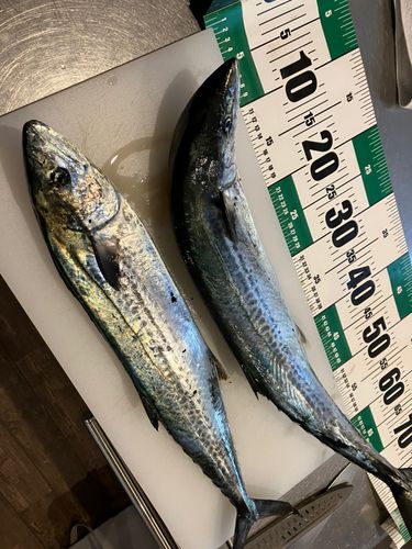 サワラの釣果