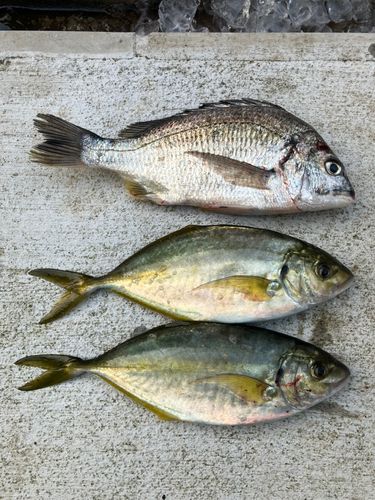 シマアジの釣果