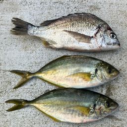 シマアジ