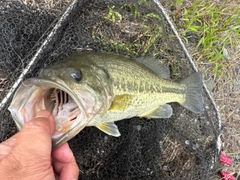 ラージマウスバスの釣果