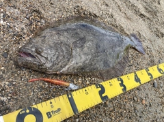 ヒラメの釣果