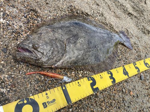 ヒラメの釣果