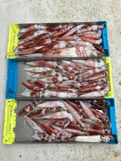 ケンサキイカの釣果