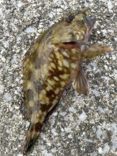 タケノコメバルの釣果