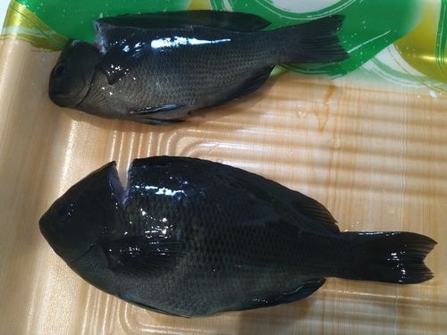 グレの釣果